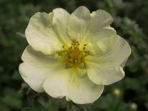 Фото Dasiphora fruticosa (Dasiphora fruticosas)