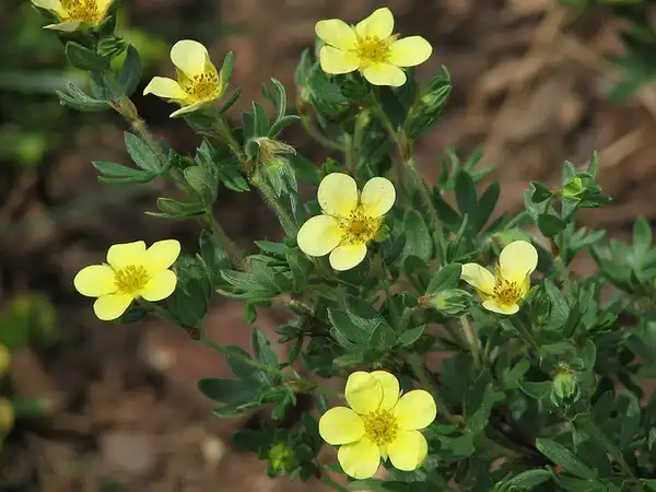 Фото Dasiphora fruticosa (Dasiphora fruticosas)