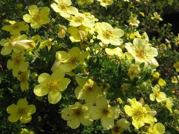 Фото Dasiphora fruticosa - Leaves and flowers:Photo by Kingsbrae Garden