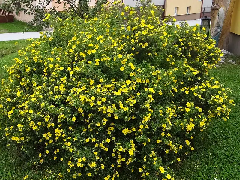 Фото Dasiphora fruticosa - Potentilla fruiticosa plant:Jerzy Opiola