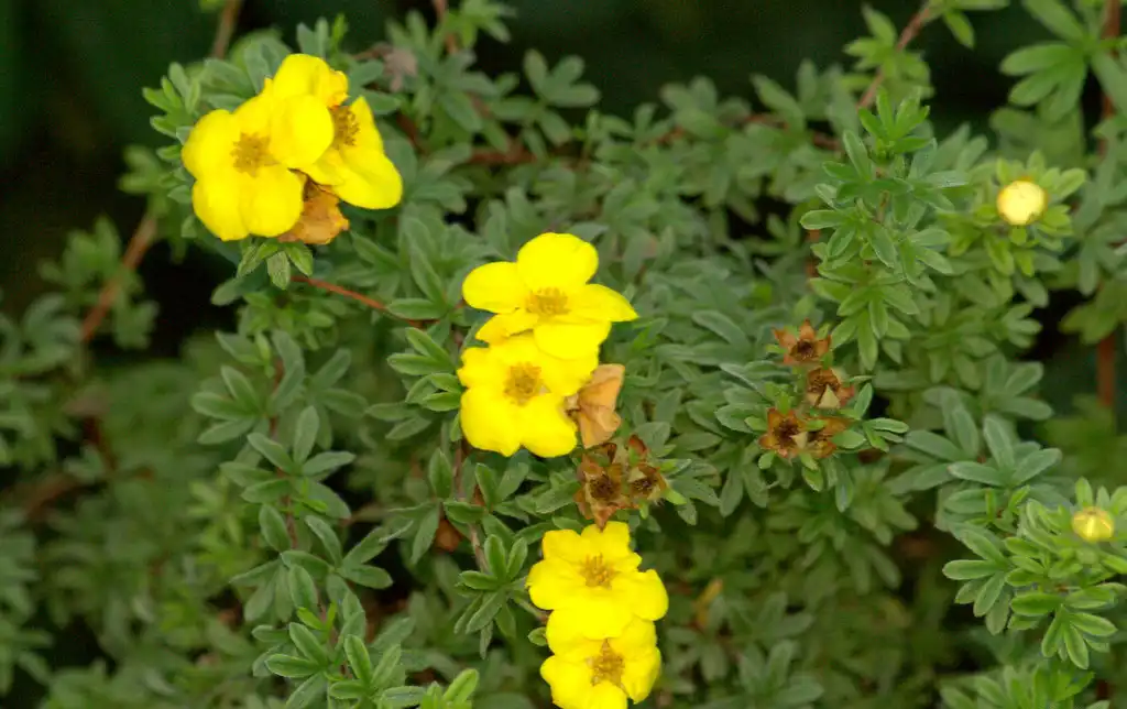 Фото Dasiphora fruticosa - Potentilla fruiticosa leaves, buds and flowers:Manuel M.V.