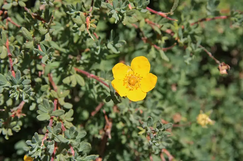 Фото Dasiphora fruticosa - Potentilla fruiticosa close up:Dcrjsr