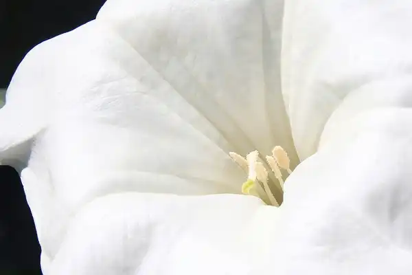 Photo of Datura innoxia (Datura innoxias)