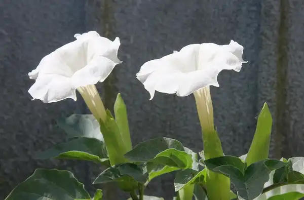 Photo of Datura innoxia (Datura innoxias)