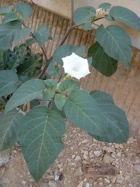 Photo of Datura innoxia - :Agromonitor Agricultura