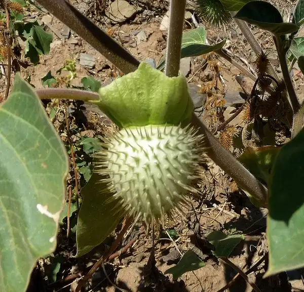 Photo of Datura innoxia - :Gail Hampshire
