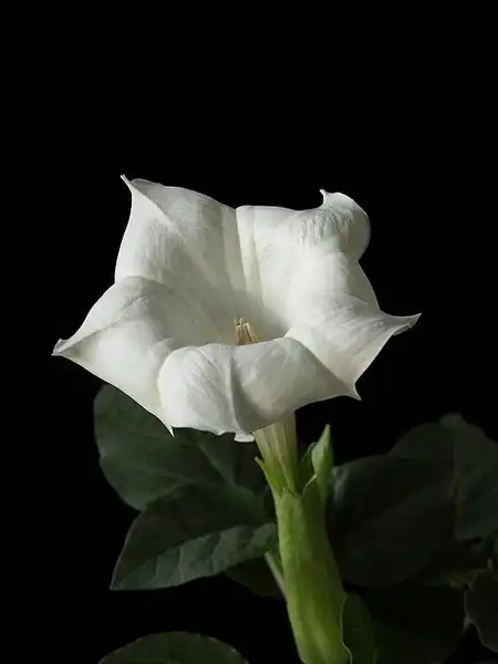 Photo of Datura metel (Datura metels)