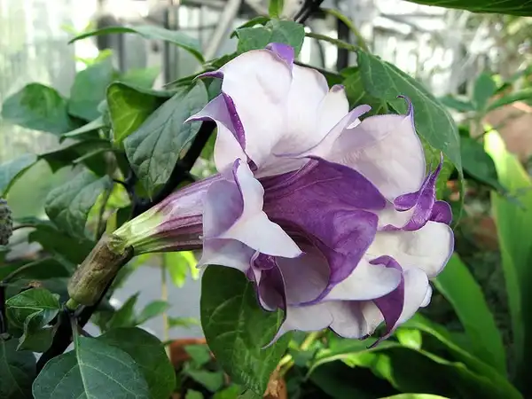Photo of Datura metel (Datura metels)