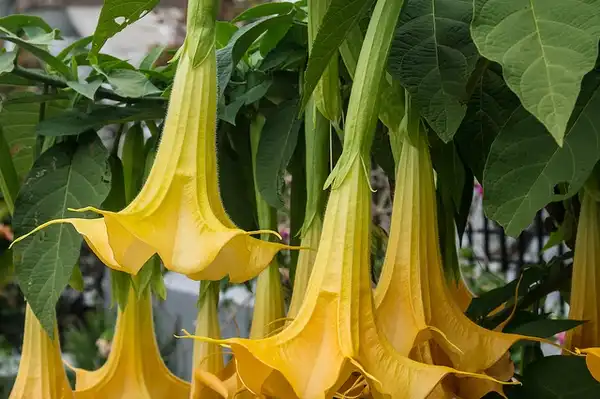Photo of Datura metel - Datura metel:Thangaraj Kumaravel