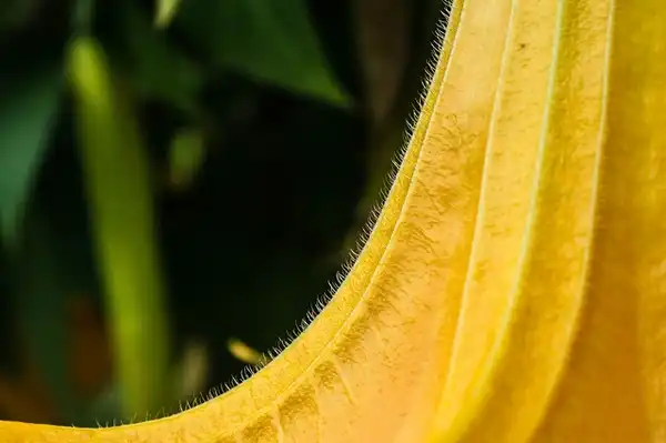 Photo of Datura metel - Datura metel:Thangaraj Kumaravel