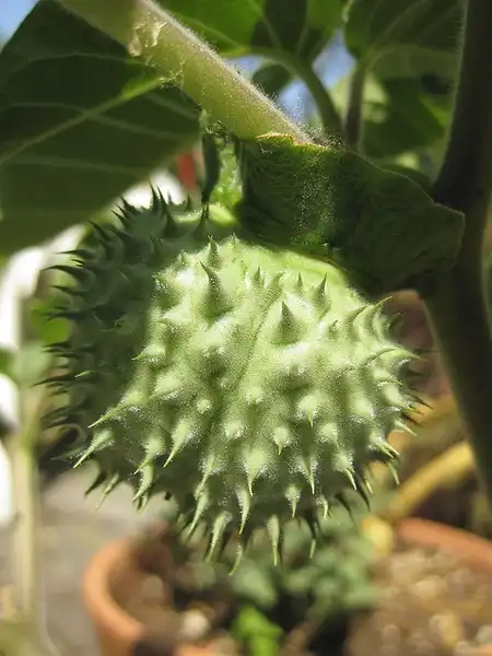Photo of Datura metel - Datura metel:Jessie Hirsch
