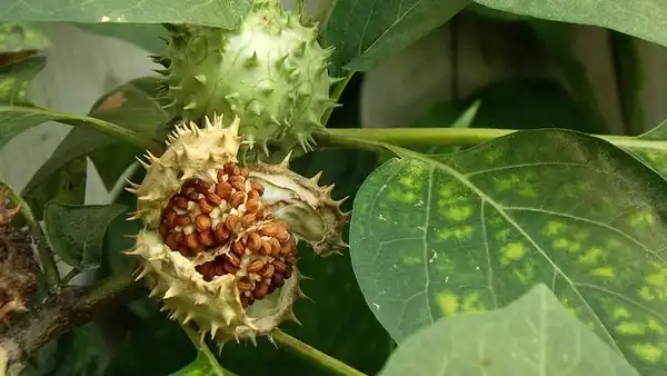 Photo of Datura metel - Datura metel:Luis Romero
