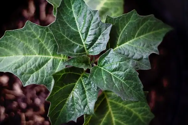 Photo of Datura metel - Datura metel:Ballookey Klugeypop