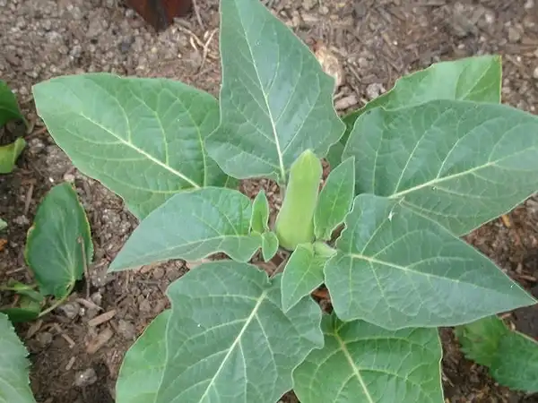 Photo of Datura metel - Datura metel:Anika-Malone