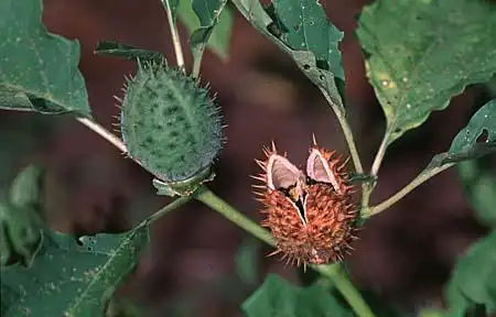 Foto de Datura stramonium (Datura stramoniums)