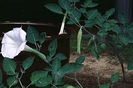 Foto de Datura stramonium (Datura stramoniums)