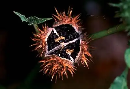 Foto de Datura stramonium - :