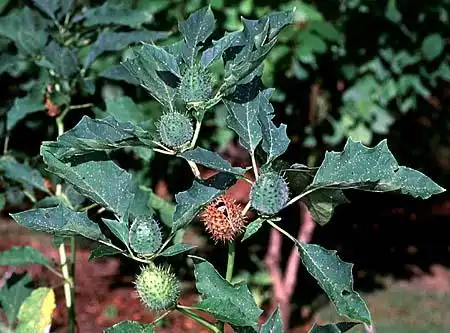 Foto de Datura stramonium - :