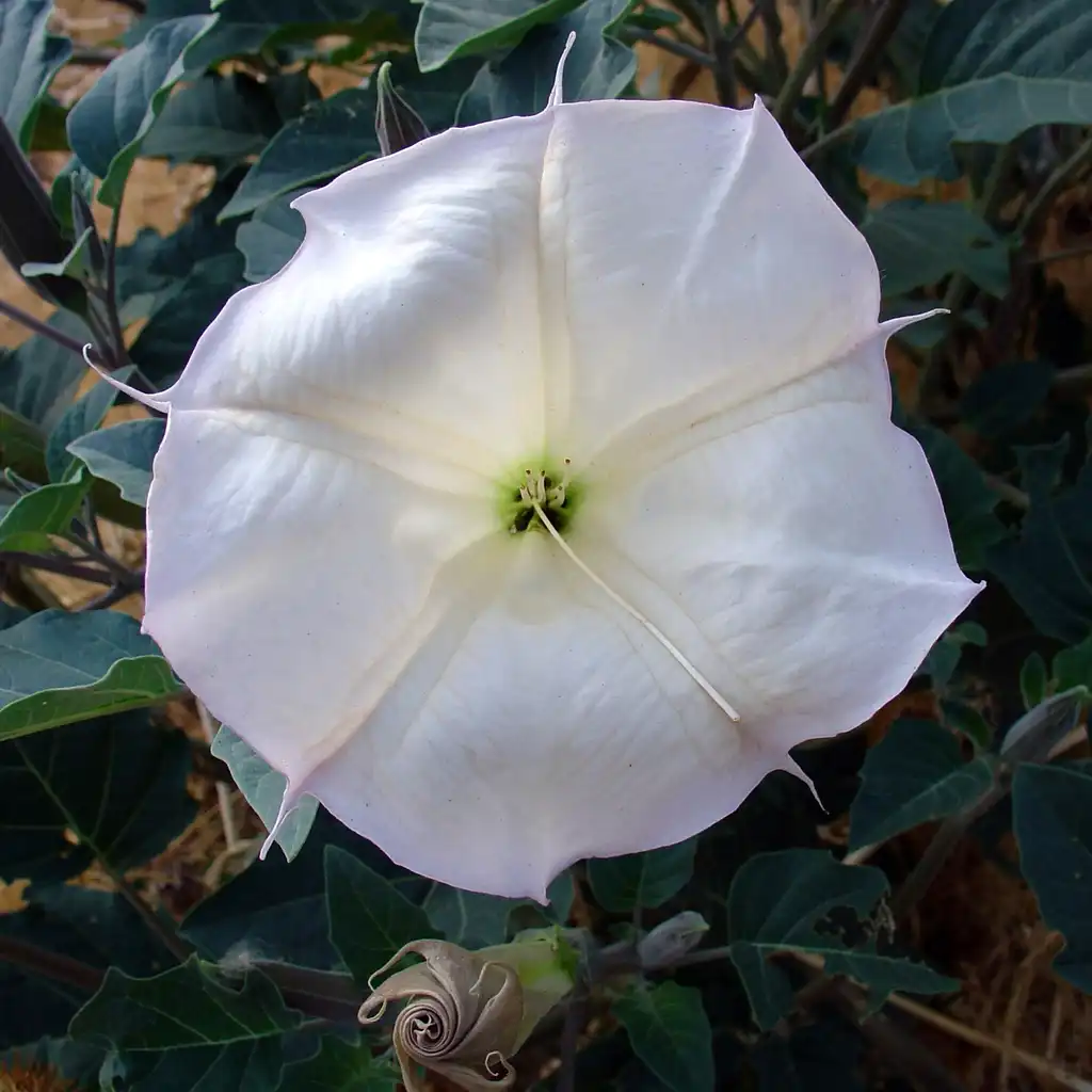 Фото Datura wrightii (Datura wrightiis)