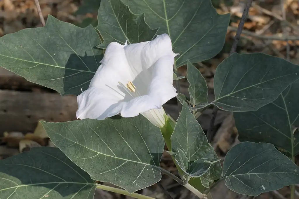 Фото Datura wrightii (Datura wrightiis)