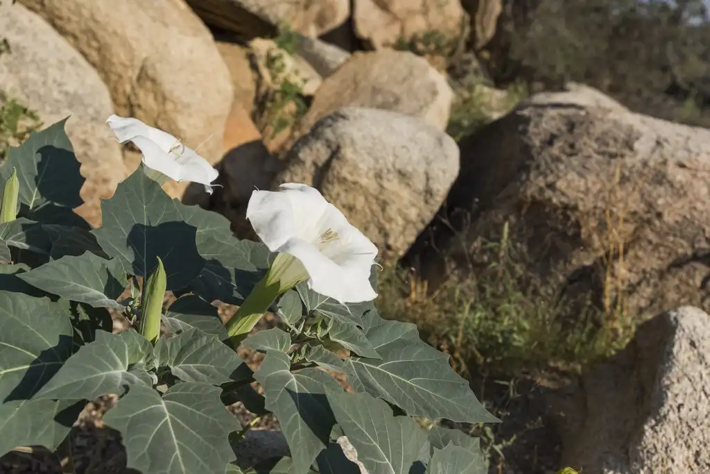 Фото Datura wrightii - Native habitat:Joshua Tree National Park