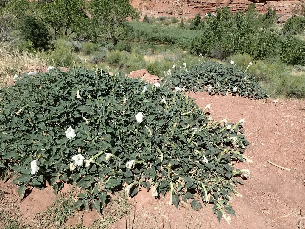 Фото Datura wrightii - Form:Kenraiz