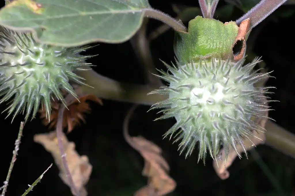 Фото Datura wrightii - Fruits:Clinton And Charles Robertson