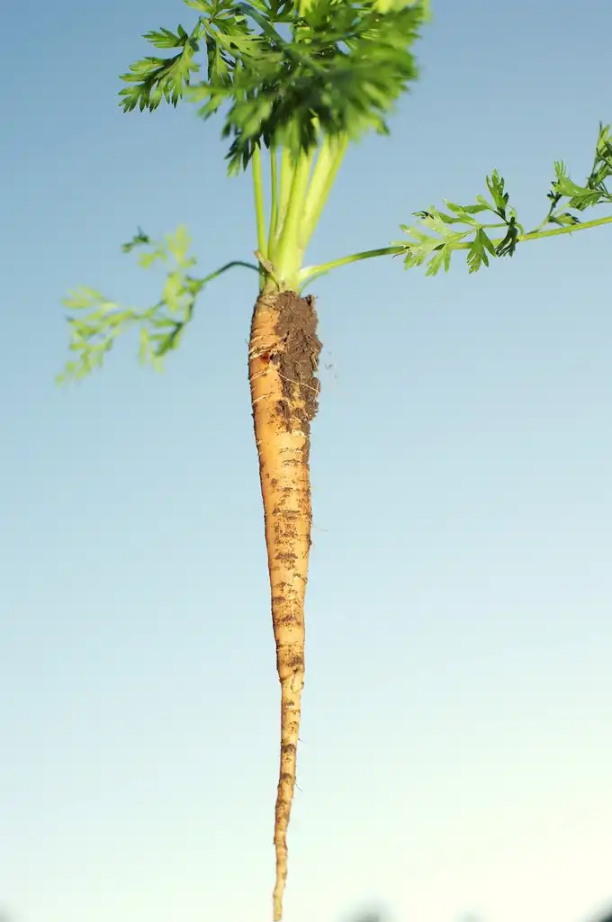 Photo of Daucus carota subsp. sativus (Daucus carota subsp. sativuss)