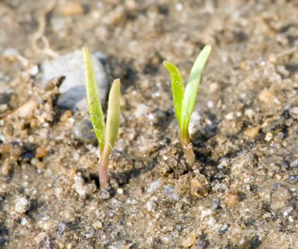 Photo of Daucus carota subsp. sativus - Seedlings:Dwight Sipler