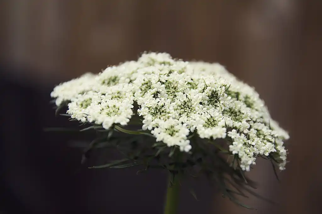 Photo of Daucus carota subsp. sativus - Flower:Clay Bitner
