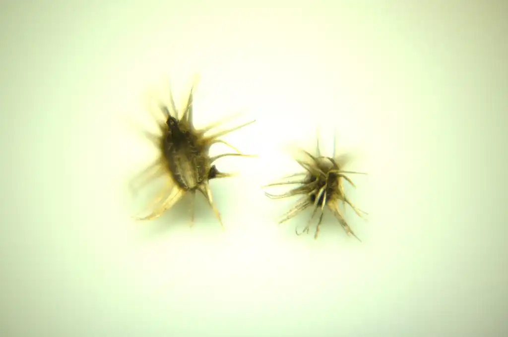 Photo of Daucus carota subsp. sativus - Seeds:Duncan Creamer