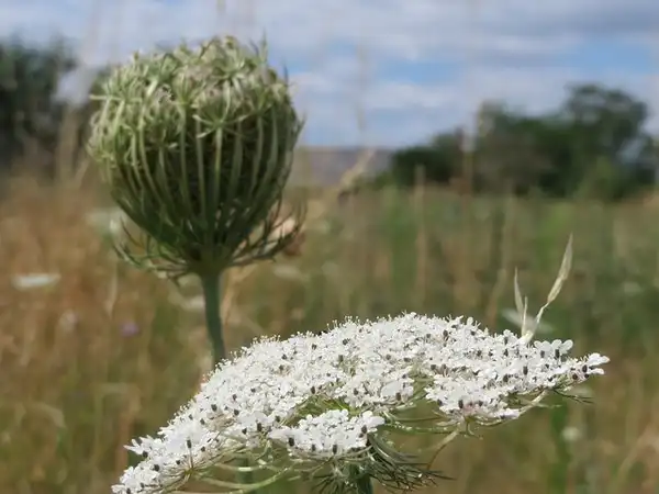 Фото Daucus carota (Daucus carotas)