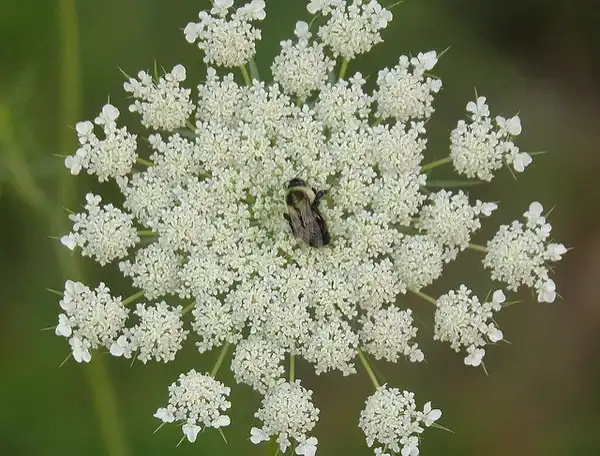 Фото Daucus carota - Flower:Mike Huges