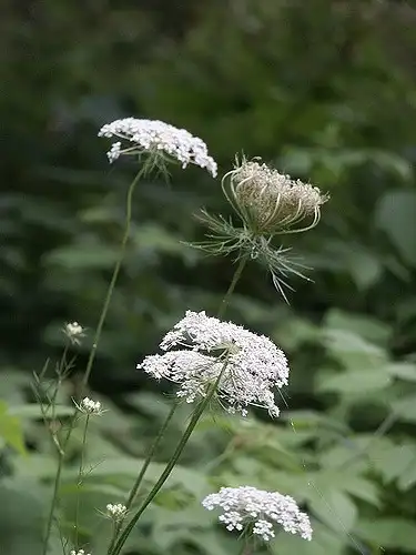 Фото Daucus carota - :Scott Zona