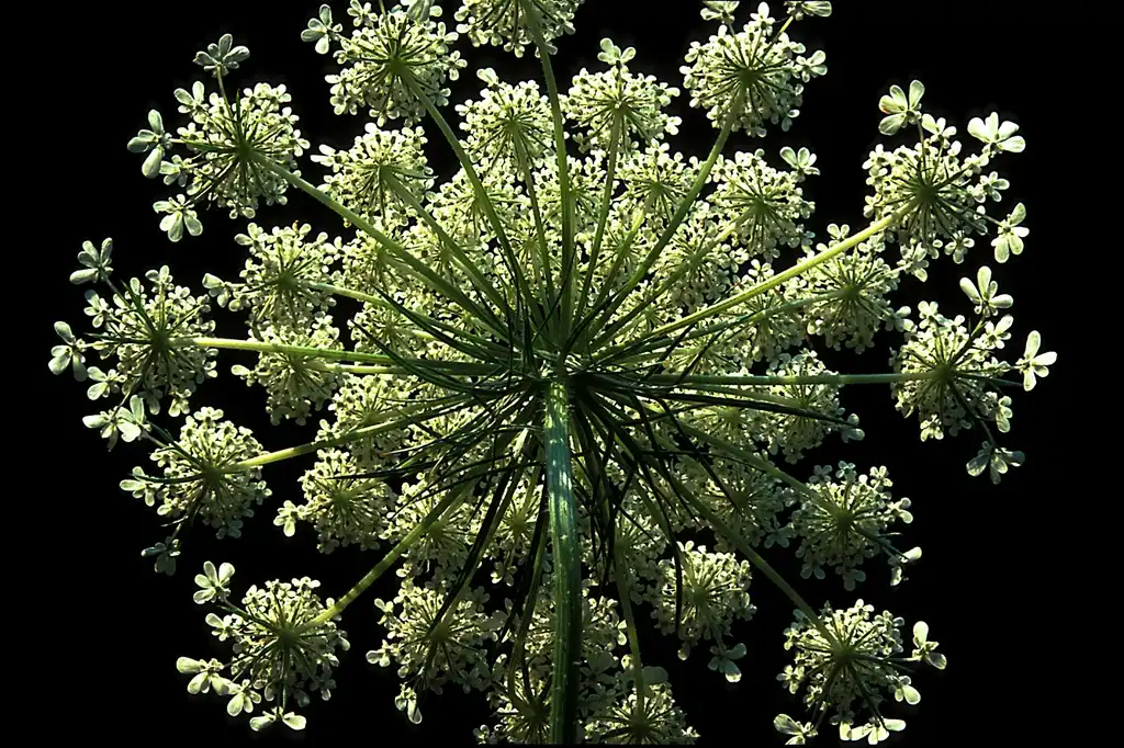 Фото Daucus carota - Under-surface of Flower (Yancey County, NC):Bob Peterson