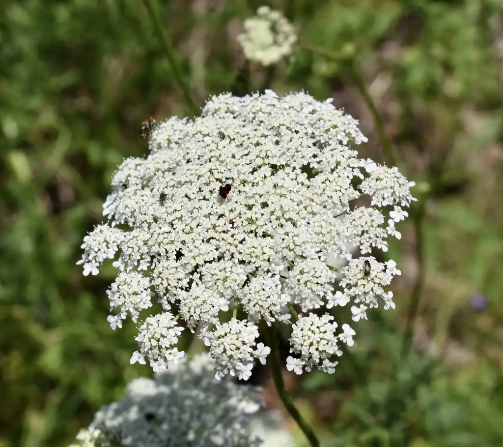 Фото Daucus carota - Flower Close-up (Warren County, NC)-Late Spring:Cathy Dewitt