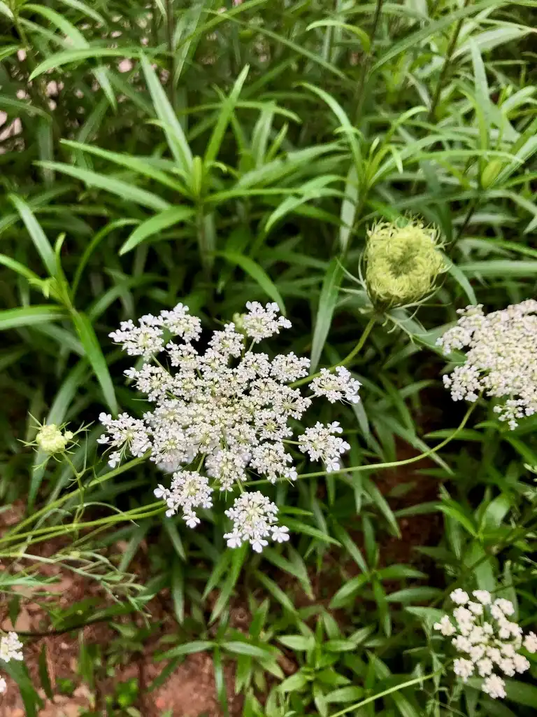 Фото Daucus carota - Flowers (Wake County, NC)-Fall:Cathy Dewitt