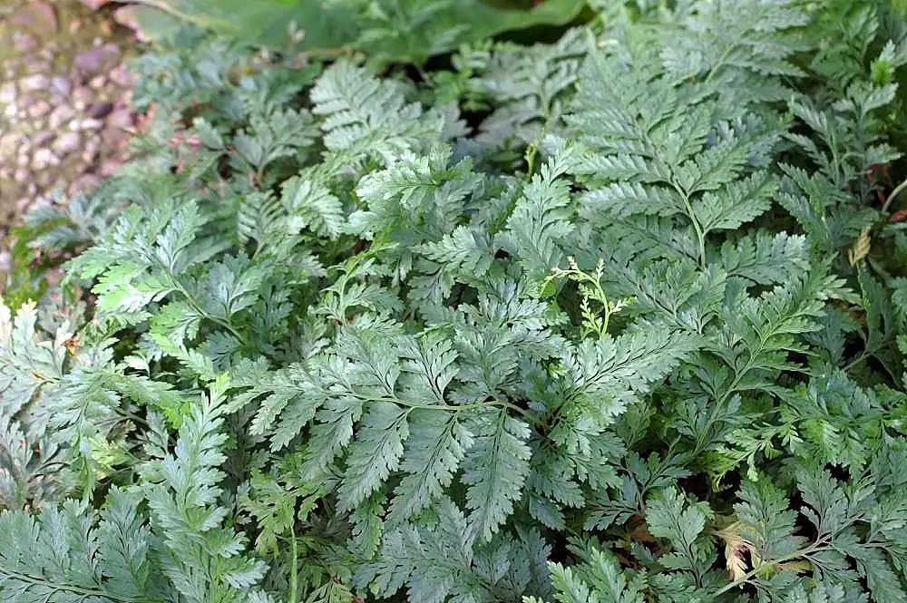 Photo of Davallia solida var. fejeensis (Davallia solida var. fejeensiss)