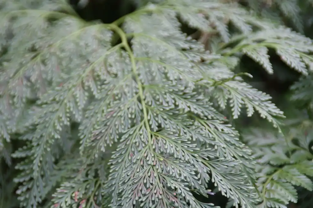 Photo of Davallia solida var. fejeensis (Davallia solida var. fejeensiss)