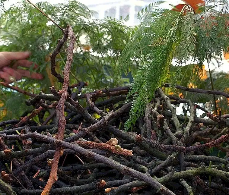 Photo of Davallia solida var. fejeensis - Fronds:David J. Stang