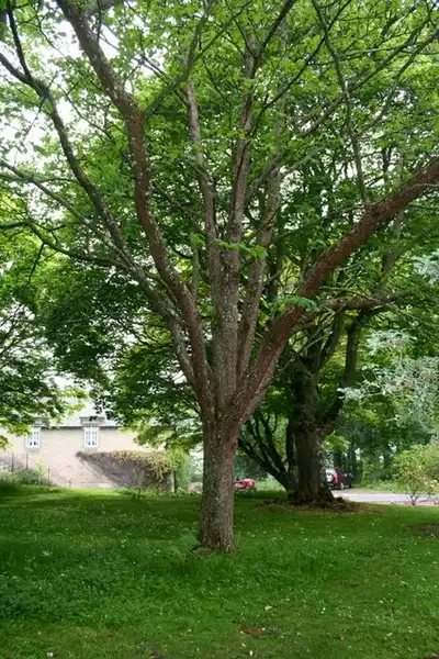 Фото Davidia involucrata (Davidia involucratas)