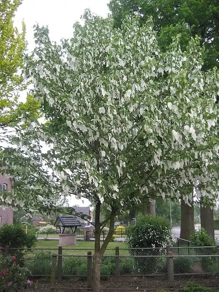 Фото Davidia involucrata (Davidia involucratas)