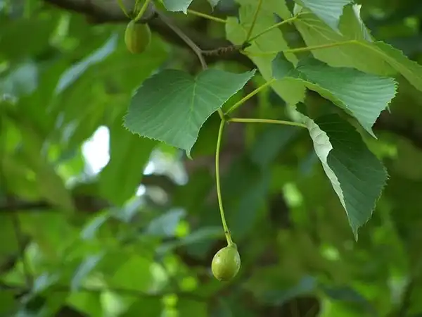 Фото Davidia involucrata - :T.Voekler