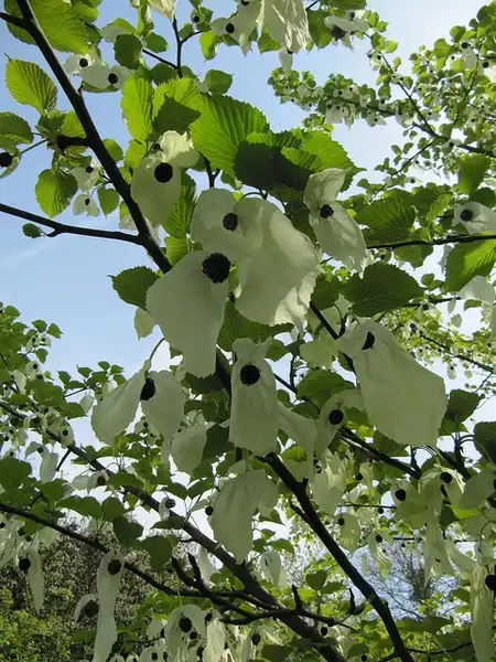 Фото Davidia involucrata - :Lenonora (Ellie) Enking
