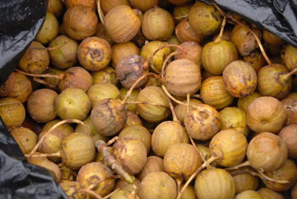 Фото Davidia involucrata - Seed:Jim Robbins