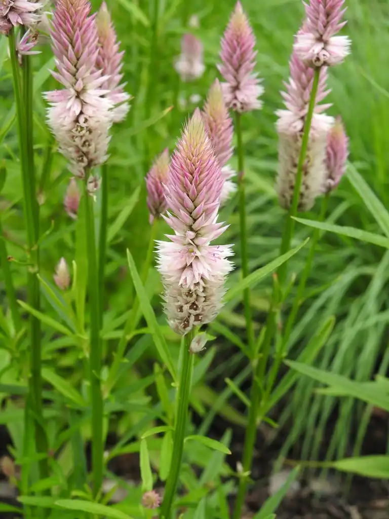 Photo of Deeringia spicata 'Flamingo Feather' (Deeringia spicata 'Flamingo Feather's)