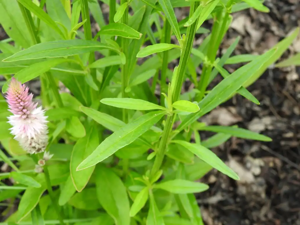 Photo of Deeringia spicata 'Flamingo Feather' (Deeringia spicata 'Flamingo Feather's)