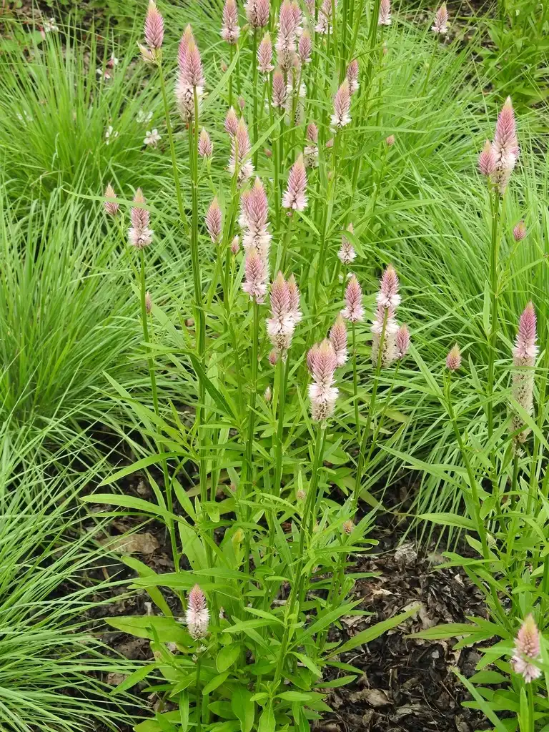 Photo of Deeringia spicata 'Flamingo Feather' - Form:Kathleen Moore