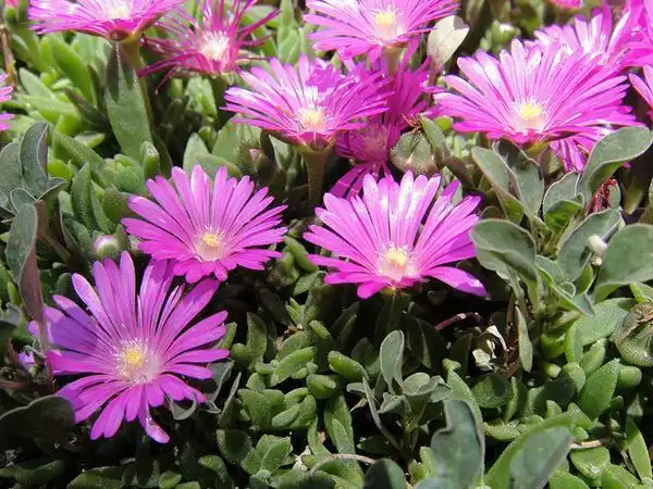 Photo of Delosperma cooperi (Delosperma cooperis)