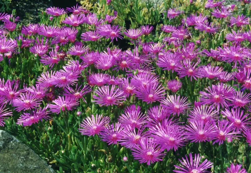 Photo of Delosperma cooperi (Delosperma cooperis)